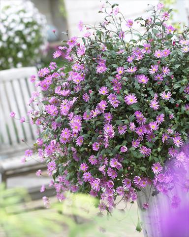 Photo de variété de fleurs à utiliser comme: Pot, patio, Suspension Brachyscome Surdaisy® Strawberry Pink