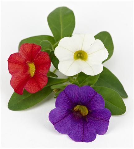 Photo de variété de fleurs à utiliser comme: Pot, patio, Suspension Calibrachoa Mille Baci® French Kiss