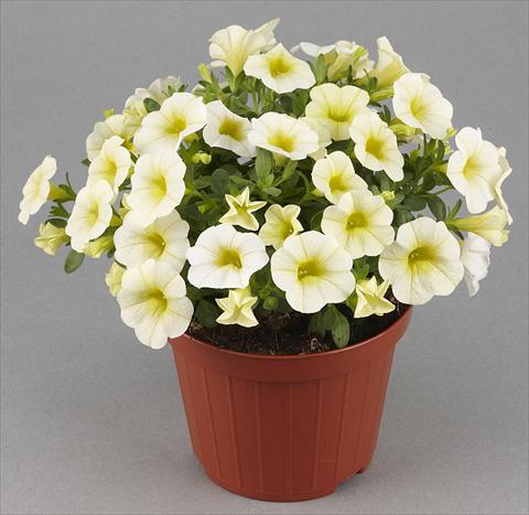 Photo de variété de fleurs à utiliser comme: Pot, patio, Suspension Calibrachoa Mille Baci® Vanilla