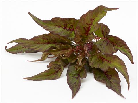 Photo de variété de fleurs à utiliser comme: Pot et Plante à massif Celosia plumosa Decorativi™ Bloody Mary