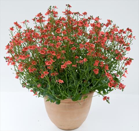 Photo de variété de fleurs à utiliser comme: Pot, patio, Suspension Diascia Genta® Dark Orange Improved