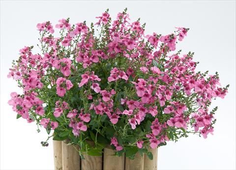 Photo de variété de fleurs à utiliser comme: Pot, patio, Suspension Diascia Genta® Pink Glory