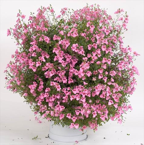 Photo de variété de fleurs à utiliser comme: Pot, patio, Suspension Diascia Genta® Pink