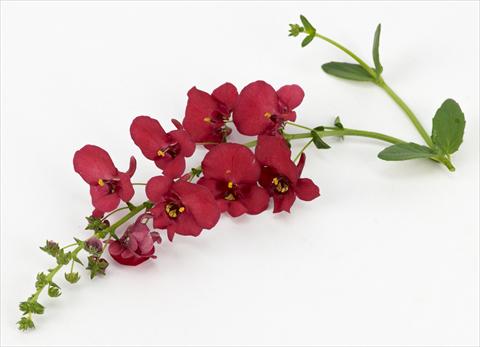 Photo de variété de fleurs à utiliser comme: Pot, patio, Suspension Diascia Genta® Ruby