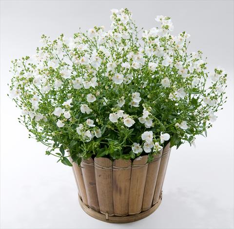 Photo de variété de fleurs à utiliser comme: Pot, patio, Suspension Diascia Genta® White Improved
