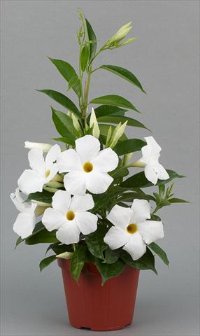 Photo de variété de fleurs à utiliser comme: Pot, Plante à massif, patio Dipladenia (Mandevilla) Sundaville® Classic White