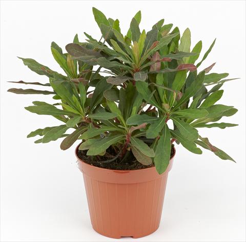 Photo de variété de fleurs à utiliser comme: Pot et Plante à massif Euphorbia amygdaloides Decorativi™ Rubra