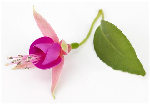 Photo de variété de fleurs à utiliser comme: Pot Fuchsia eretta Allison Patricia®
