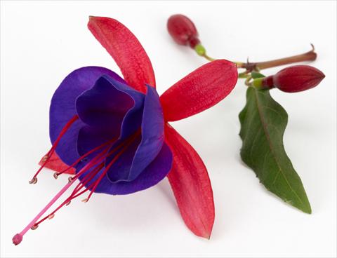 Photo de variété de fleurs à utiliser comme: Pot Fuchsia eretta Ballerina Blu®