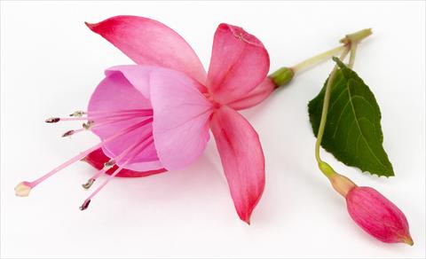 Photo de variété de fleurs à utiliser comme: Pot Fuchsia eretta Beacon Pink