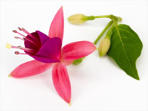 Photo de variété de fleurs à utiliser comme: Pot Fuchsia eretta Cherry®