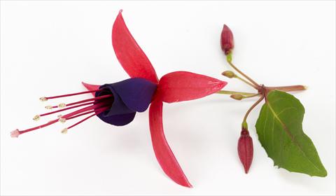 Photo de variété de fleurs à utiliser comme: Pot Fuchsia eretta Eden Rock