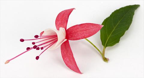 Photo de variété de fleurs à utiliser comme: Pot Fuchsia eretta Ernie®