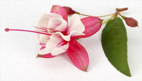 Photo de variété de fleurs à utiliser comme: Pot Fuchsia eretta General Monk Red White