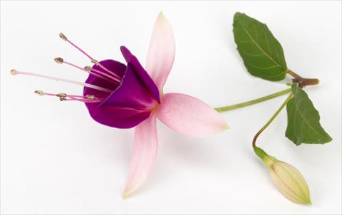 Photo de variété de fleurs à utiliser comme: Pot Fuchsia eretta Lambada®