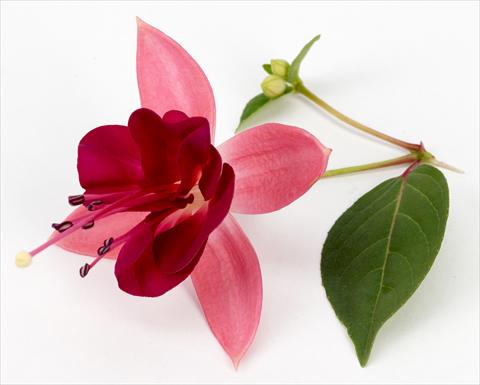 Photo de variété de fleurs à utiliser comme: Pot Fuchsia eretta Paula Jane
