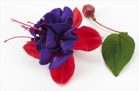 Photo de variété de fleurs à utiliser comme: Pot Fuchsia ricadente Blue Eye