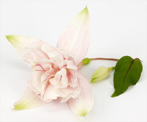 Photo de variété de fleurs à utiliser comme: Pot Fuchsia ricadente California DreamersTM Pink Marshmallow