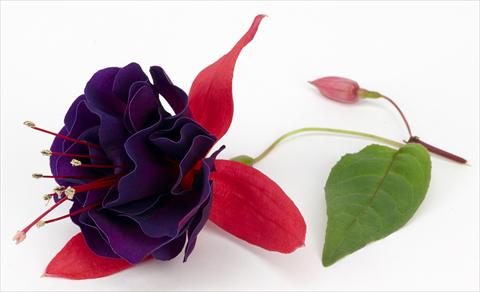 Photo de variété de fleurs à utiliser comme: Pot Fuchsia ricadente California DreamersTM Vodoo