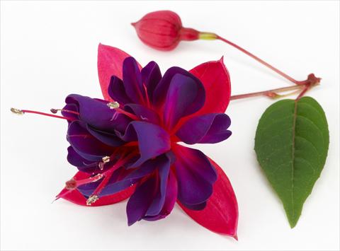 Photo de variété de fleurs à utiliser comme: Pot Fuchsia ricadente Dollar Princessin