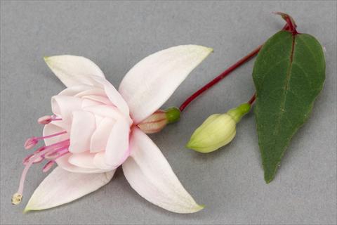 Photo de variété de fleurs à utiliser comme: Pot Fuchsia ricadente Harry Grey