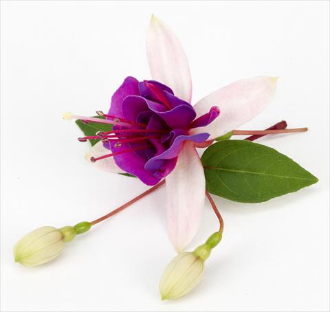 Photo de variété de fleurs à utiliser comme: Pot Fuchsia ricadente La Campanella