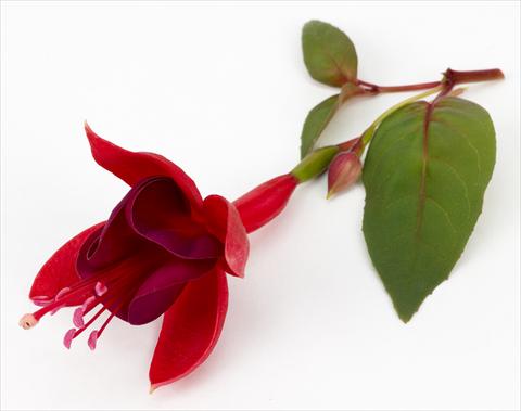 Photo de variété de fleurs à utiliser comme: Pot Fuchsia ricadente Marinka