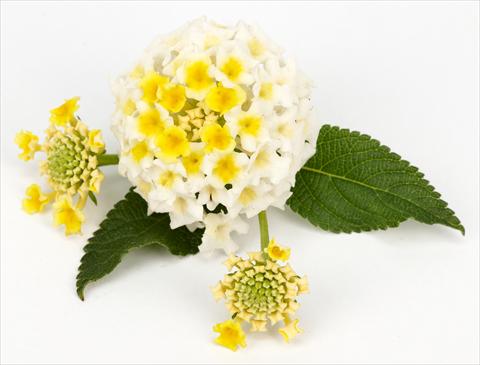 Photo de variété de fleurs à utiliser comme: Pot et Plante à massif Lantana camara Lantane White-Lemon®