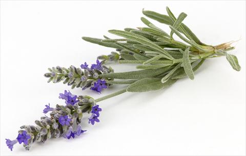 Photo de variété de fleurs à utiliser comme: Pot et Plante à massif Lavandula angustifolia Blu