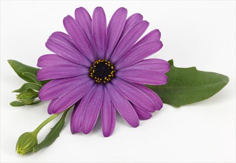 Photo de variété de fleurs à utiliser comme: Pot et Plante à massif Osteospermum Cape Daisy® Antique Blue