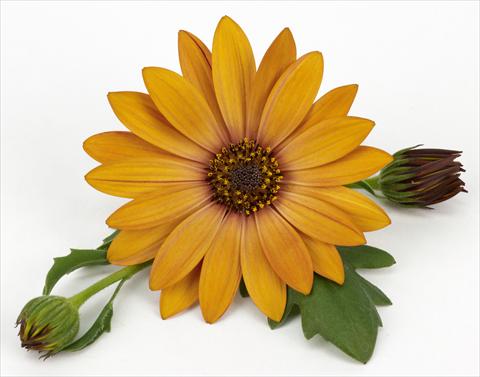 Photo de variété de fleurs à utiliser comme: Pot et Plante à massif Osteospermum Cape Daisy® Terracotta