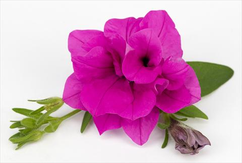 Photo de variété de fleurs à utiliser comme: Pot, patio, Suspension Petunia Surfinia® Double Purple