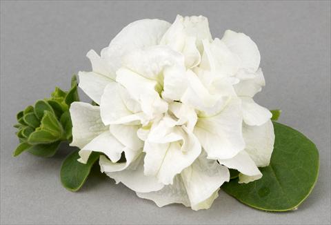 Photo de variété de fleurs à utiliser comme: Pot, patio, Suspension Petunia Surfinia® Double White