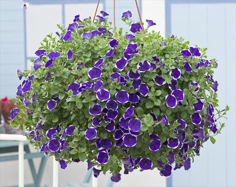 Photo de variété de fleurs à utiliser comme: Pot, patio, Suspension Petunia Surfinia® Picotee Blue