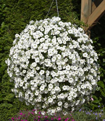 Photo de variété de fleurs à utiliser comme: Pot, patio, Suspension Petunia Surfinia® Snow