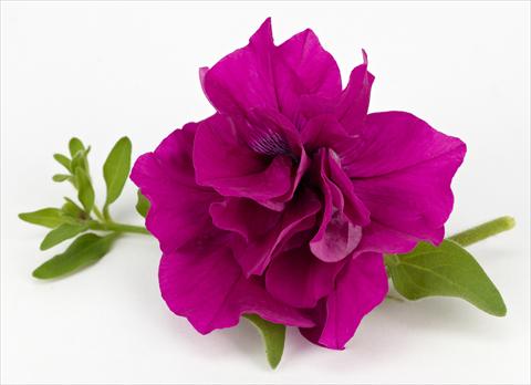 Photo de variété de fleurs à utiliser comme: Pot, patio, Suspension Petunia Surfinia® Table Purple