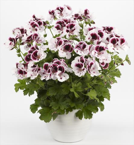 Photo de variété de fleurs à utiliser comme: Patio, pot Pelargonium grandiflorum Costa Barcelona Black&White