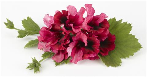 Photo de variété de fleurs à utiliser comme: Patio, pot Pelargonium grandiflorum Costa Barcelona Burgundy