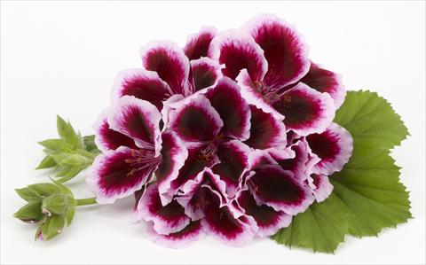 Photo de variété de fleurs à utiliser comme: Patio, pot Pelargonium grandiflorum Costa Barcelona Early Lavender