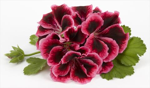 Photo de variété de fleurs à utiliser comme: Patio, pot Pelargonium grandiflorum Costa Barcelona Early Rose