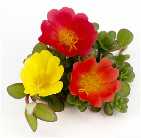 Photo de variété de fleurs à utiliser comme: Pot, patio, Suspension Portulaca Duna® Explosive