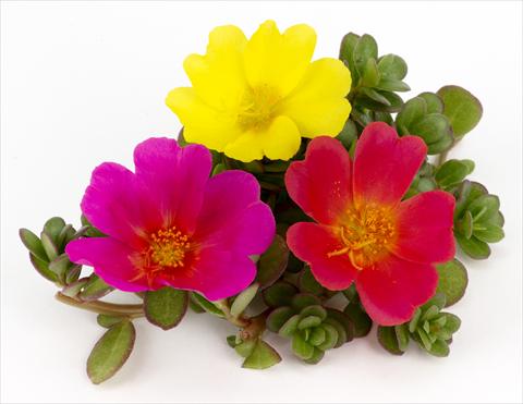 Photo de variété de fleurs à utiliser comme: Pot, patio, Suspension Portulaca Duna® Rainbow
