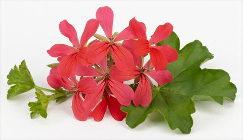 Photo de variété de fleurs à utiliser comme: Pot, patio, Suspension Pelargonium peltatum Imperial Balcon Dark Pink