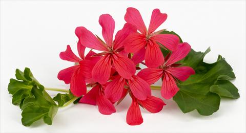 Photo de variété de fleurs à utiliser comme: Pot, patio, Suspension Pelargonium peltatum Imperial Decora Dark Pink