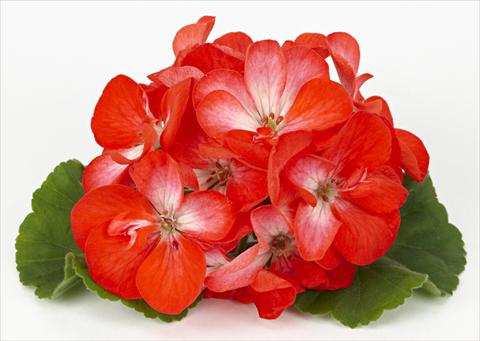 Photo de variété de fleurs à utiliser comme: Patio, pot Pelargonium zonale Dark Costa Brava® Orange with Eye