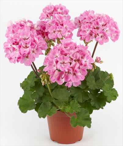 Photo de variété de fleurs à utiliser comme: Patio, pot Pelargonium zonale Dark Costa Brava® Pink with Eye