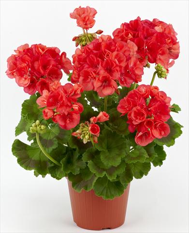 Photo de variété de fleurs à utiliser comme: Patio, pot Pelargonium zonale Costa Brava® Coral