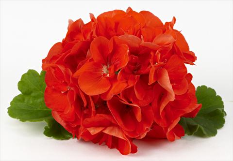 Photo de variété de fleurs à utiliser comme: Patio, pot Pelargonium zonale Costa Brava® Orange