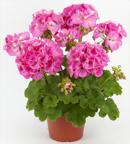 Photo de variété de fleurs à utiliser comme: Patio, pot Pelargonium zonale Costa Brava® Pink with Eye