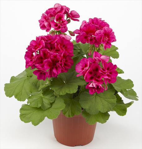 Photo de variété de fleurs à utiliser comme: Patio, pot Pelargonium zonale Costa Brava® Velvet Fantasy